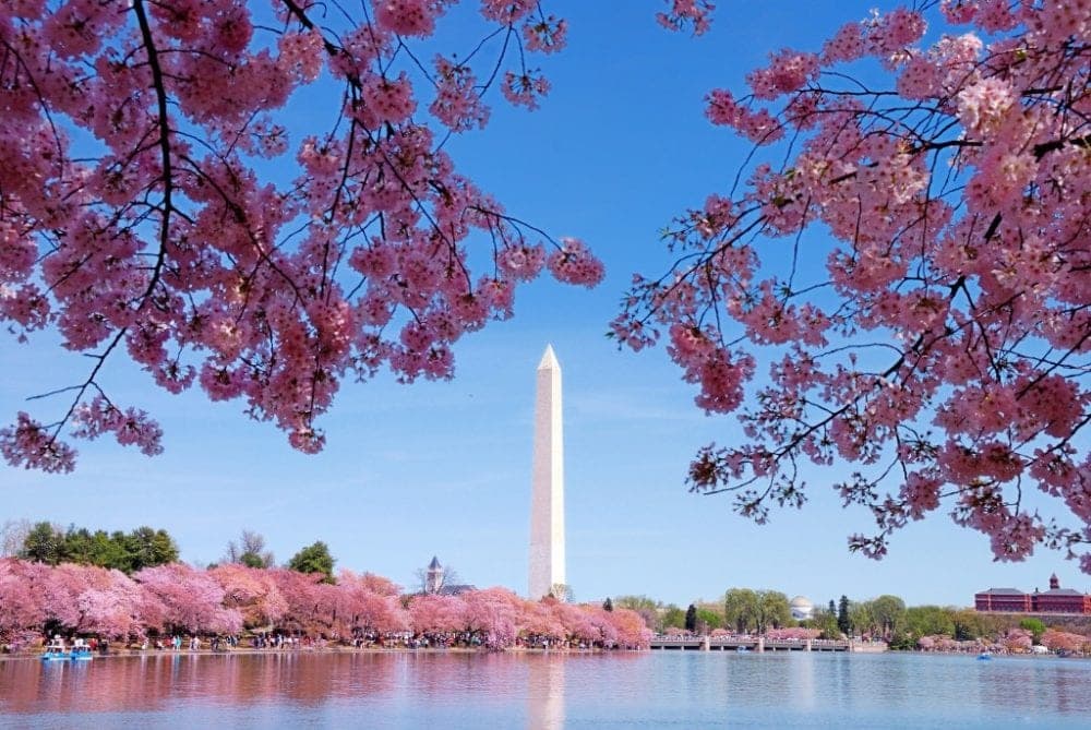 Cherry blossoms frame the Washington Monument against a clear blue sky.