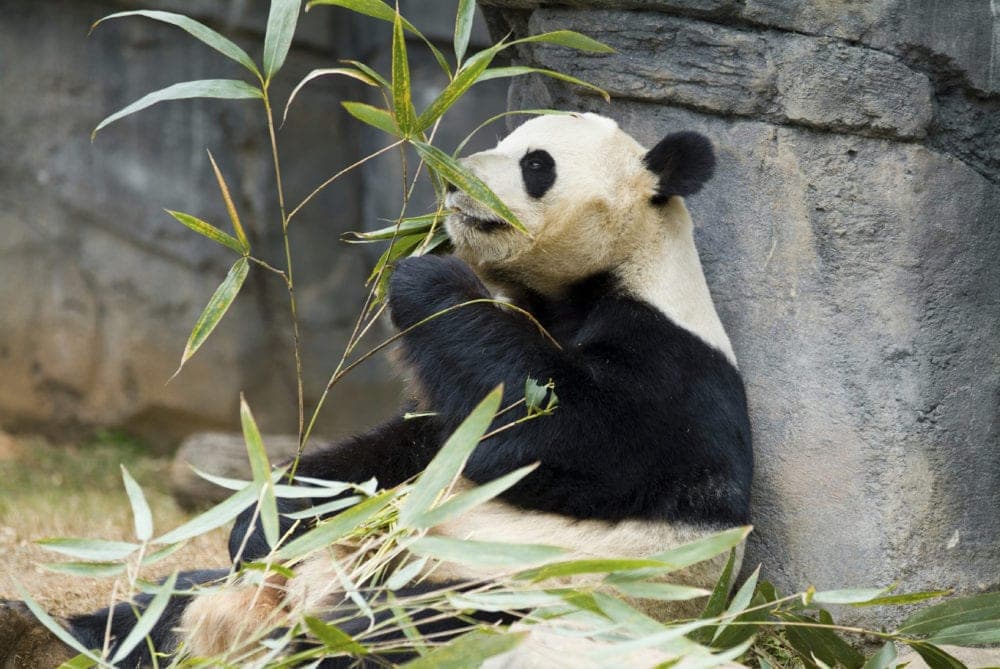 A panda munches on bamboo while resting against a rock.
